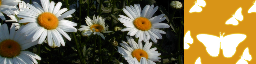 contact header image